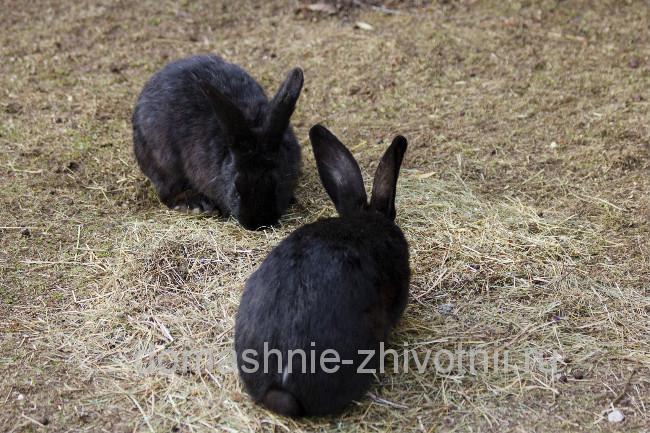 11 - Разведение кроликов: практическое руководство