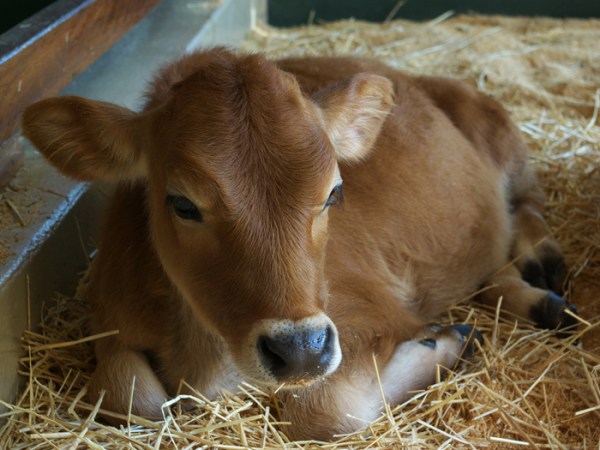 определитель заболеваний КРС