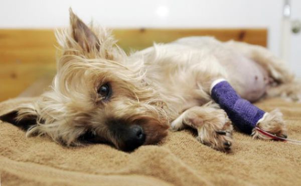 патологии у животных