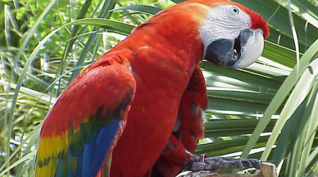 Попугай говорящий