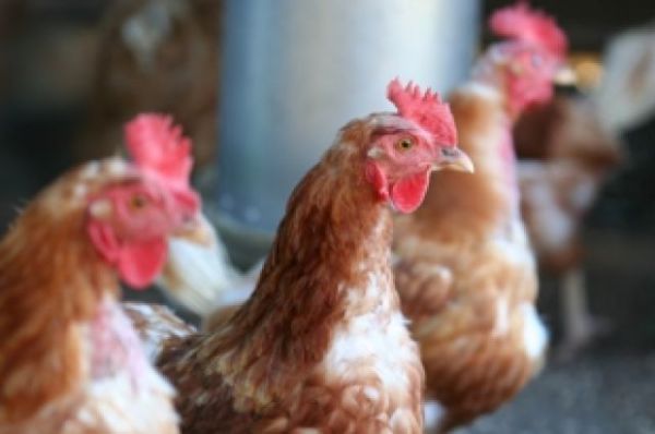 заболевания домашней птицы