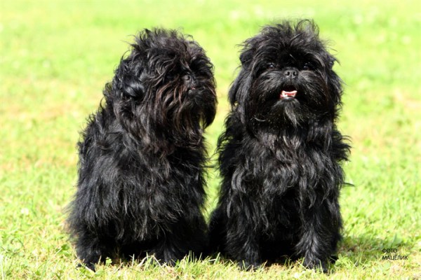 affenpincher 3 - Как научить собаку искать людей, грибы и деньги!