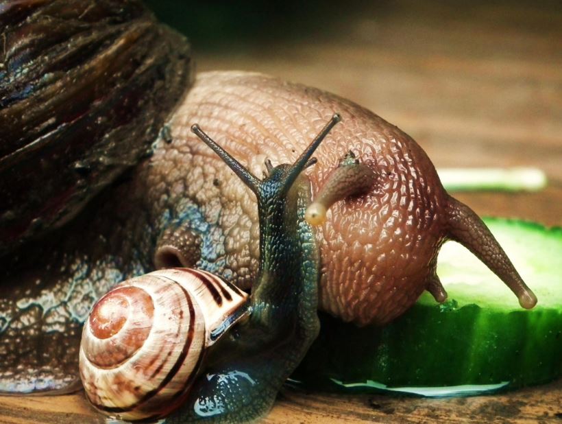 Африканская улитка