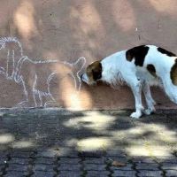 Анальные железы у собак: тот еще геморрой!