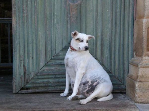 беременность и роды собак беременность и роды собак