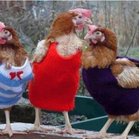 Болезни кур: топ куриных заболеваний