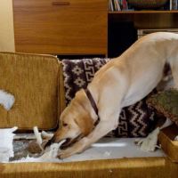 Чем занять собаку: 7 простых игр, спасающих дом от разрухи!