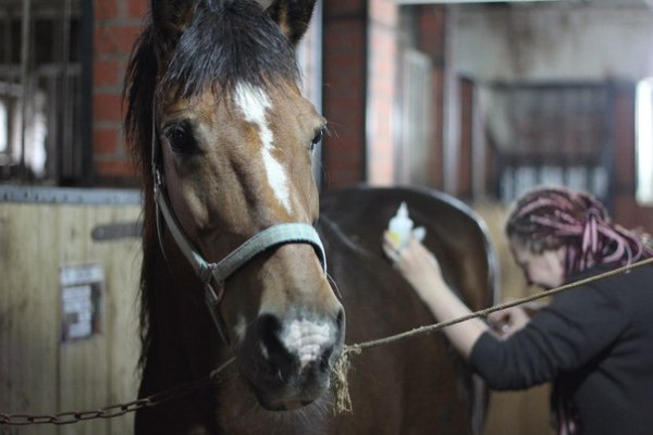 чистка лошади чистка лошади