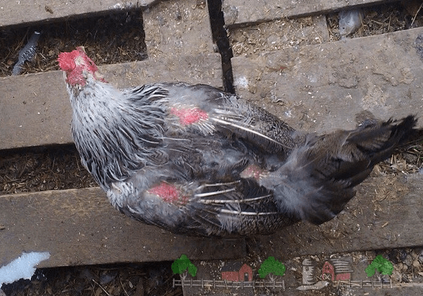 дефицит витамина А у куриц дефицит витамина А у куриц