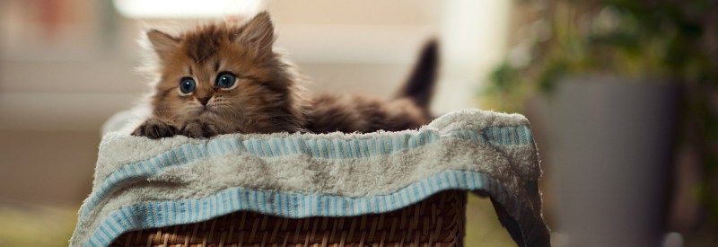 домашние животные 22