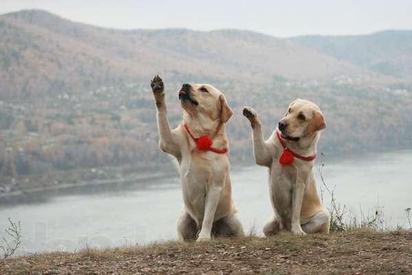 дрессировка собак дрессировка собак