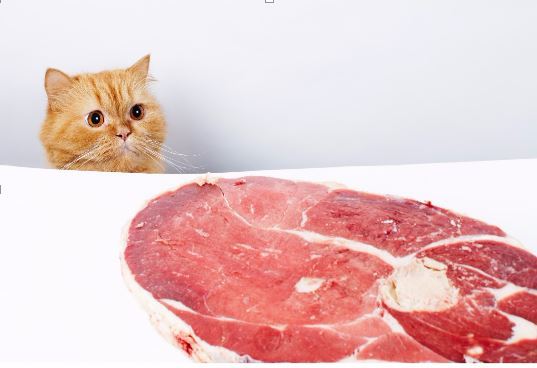 еда для хищников