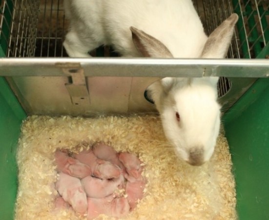 гнездовой ящик для кроликов