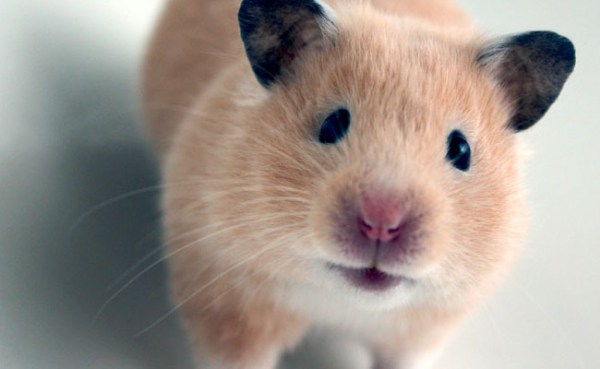 хомячки хомячки