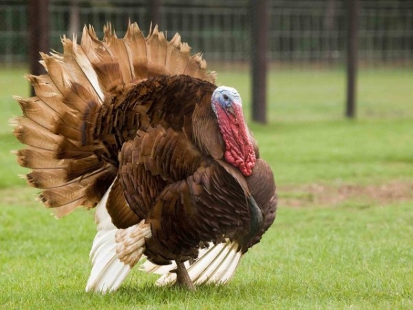 индюки индюки