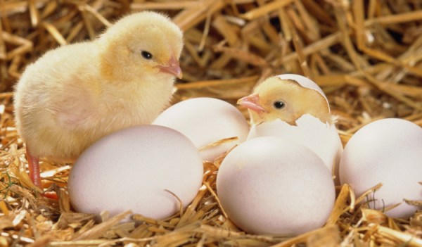 инкубация цыплят