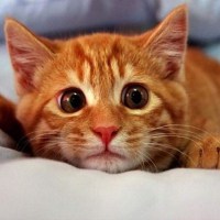 Кальцевироз