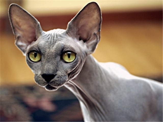 Породы кошек