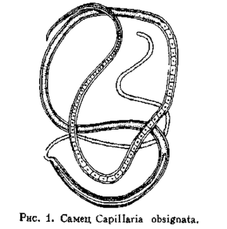 капилляриоз у куриц капилляриоз у куриц