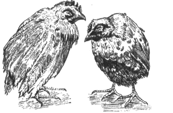 кокцидоз у куриц