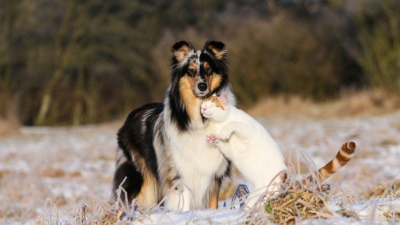 порода колли