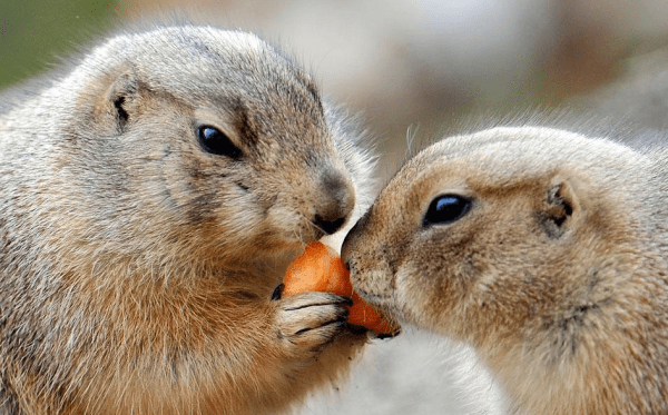 корма для грызунов