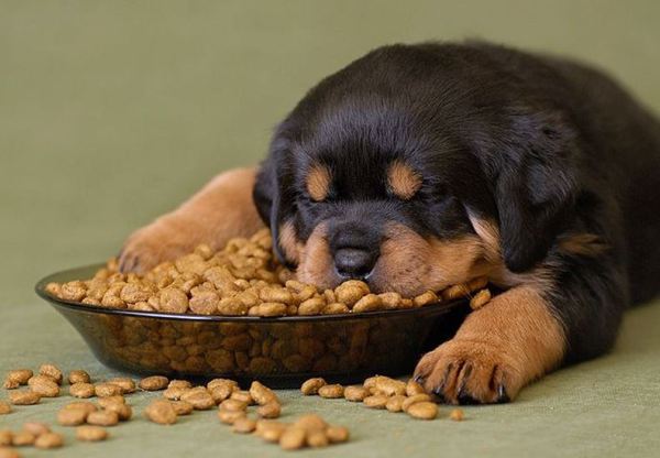 корма для собак