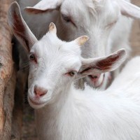 Козы