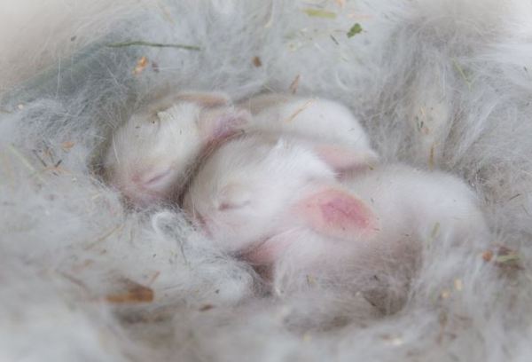 крольчата в гнезде