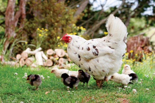 курица несушка