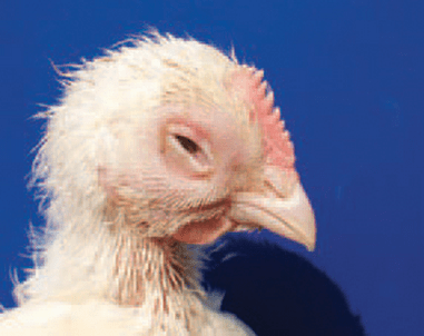 микоплазмоз у куриц 2 микоплазмоз у куриц 2