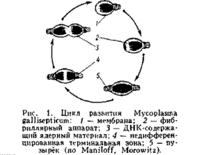 микоплазмоз у куриц микоплазмоз у куриц