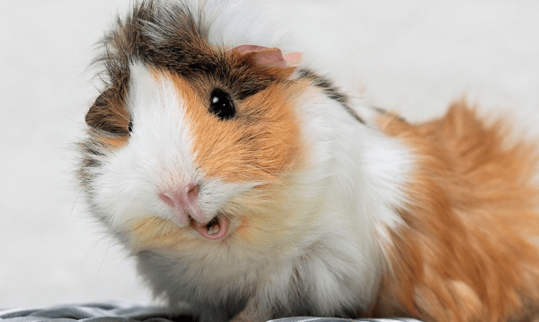 морские свинки морские свинки