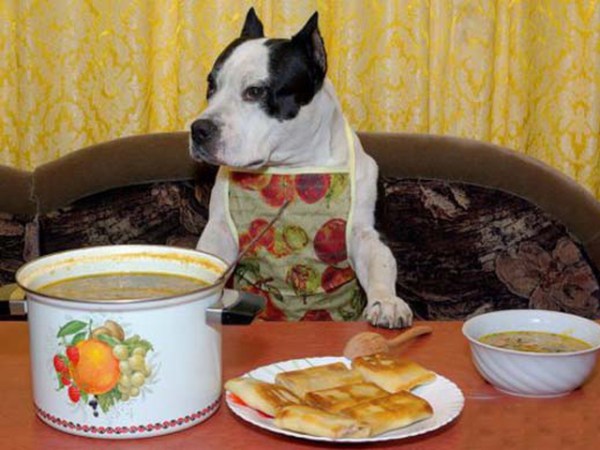 натуральное питание для собак натуральное питание для собак