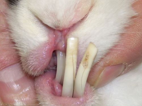 неправильный прикус у кроликов