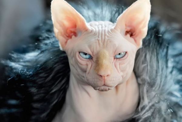 облысевшая кошка