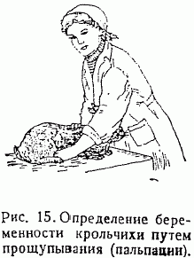определение беременности у крольчихи
