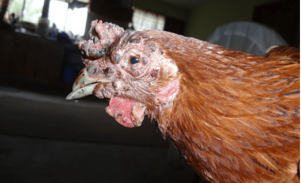 оспа у куриц оспа у куриц