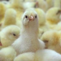 Откорм бройлеров