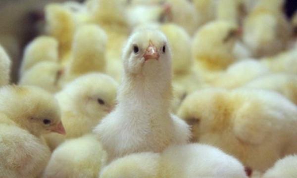 откорм бройлеров