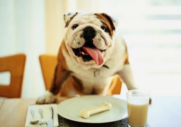 ozhirenie u sobak - Как правильно подобрать сухой корм для собаки?