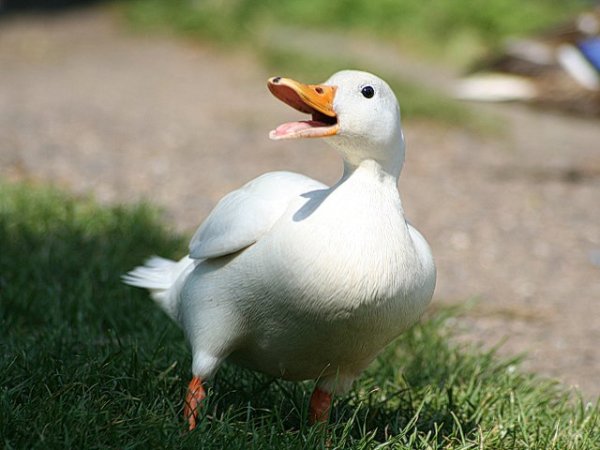 пекинская утка