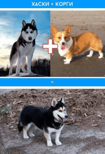 помеси пород 2