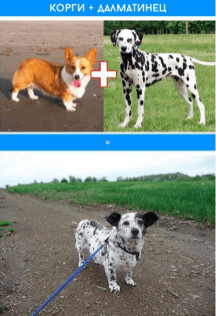 помеси пород 6