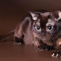 Породы кошек