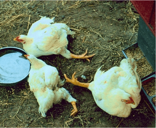 рахит у цыплят и куриц рахит у цыплят и куриц