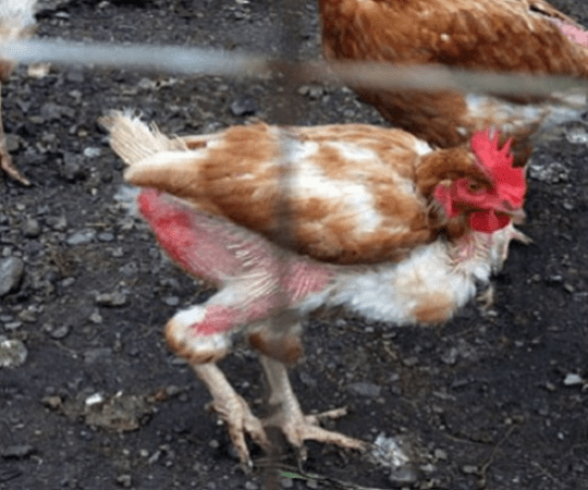расклевывание у кур расклевывание у кур
