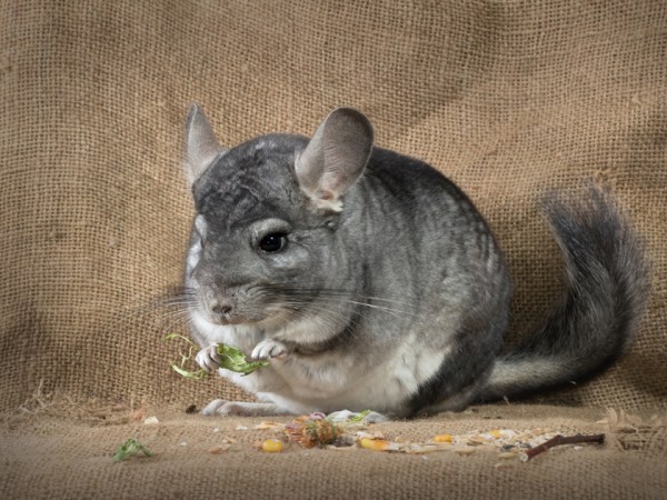 шиншилла шиншилла