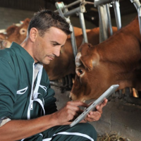 Вакцинация коров