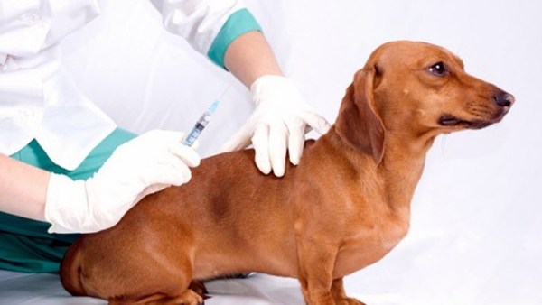 вакцинация собак вакцинация собак